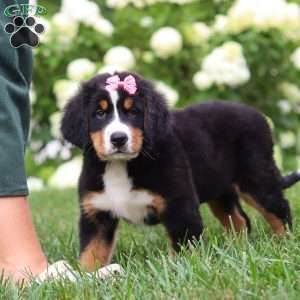 Marcy, Bernese Mountain Dog Puppy